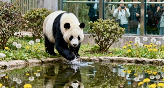 The Panda at Chengdu Panda Preserve